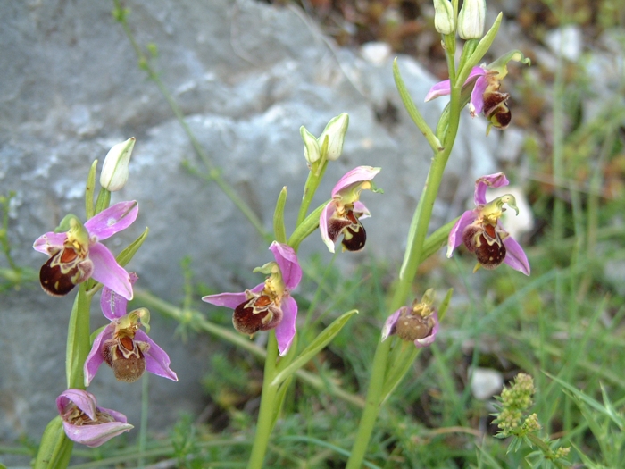 ophrys apifera